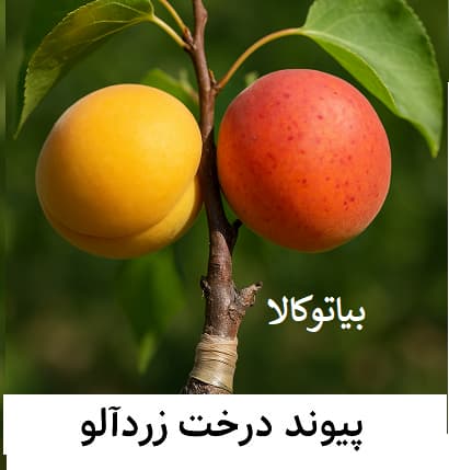 پیوند زردالو 